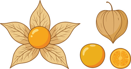 Vector illustration set of golden cape gooseberry physalis featuring an open husk with orange berry closed calyx whole fruit and a cross section slice isolated on white background. © mdnazrul