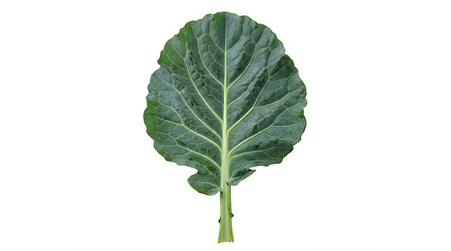Fresh green collard green leaf on a stem isolated on transparent background