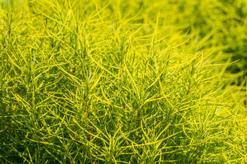 Fototapeta premium Nature of green leaf in garden at summer. Natural green leaves plants using as spring background cover page environment ecology
