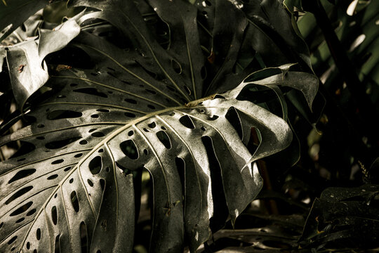 Close-up of Monstera deliciosa leaves with dramatic low-key lighting, deep green tropical foliage and textured leaf fenestrations