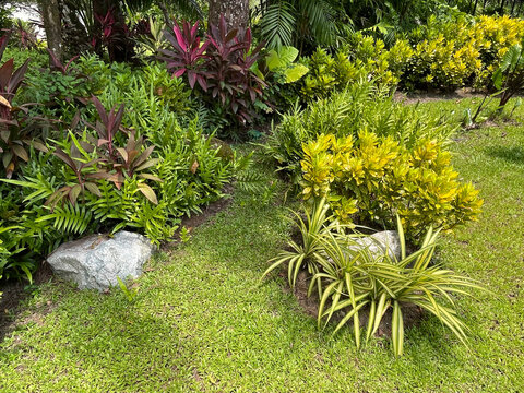 Tropical Garden Ideas : Create a low-maintenance paradise with a vibrant mix of colorful foliage. This layout features striking Ti Plant (Cordyline fruticosa), lucky Aglaonema, bold Elephant Ear (Aloc