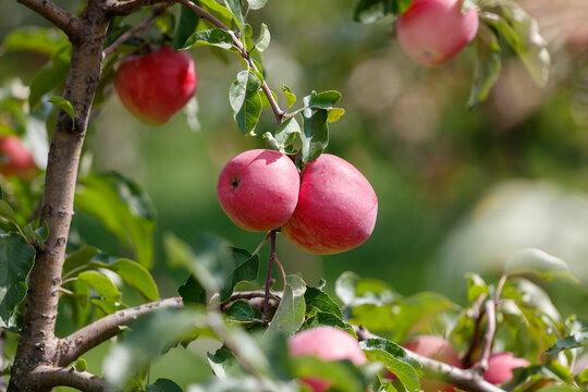 Close-up of juicy red apples on a tree branch