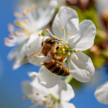 Close-up of a honey bee collecting nectar from a white spring blossom