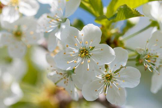 Cherry blossom branch in early spring with soft focus background