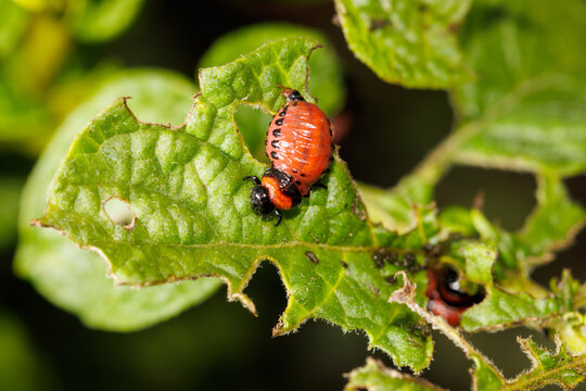 Colorado potato beetle eating potato leaves in the garden. Close-up