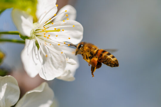 Busy bee hovers near white flower
