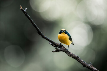 Obraz premium Yellow and black songbird perched on a slender branch with soft green bokeh background in morning light