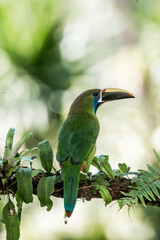 Obraz premium Green toucan perched on leafy branch in tropical rainforest with soft bokeh background