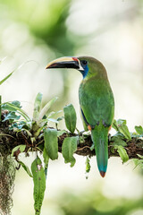 Obraz premium Green toucan perched on a mossy branch in a tropical rainforest with soft bokeh background