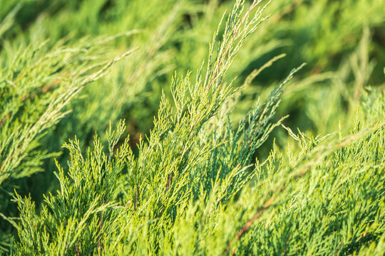 Bright green juniper branches illuminated by the sun. Juniper bush in autumn.