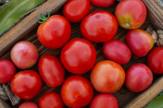 Picking ripe tomatoes red in box. Freshly picked red tomatoes in a basket on wooden box. Box full of tomatoes