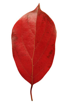 Single vivid red leaf cut out