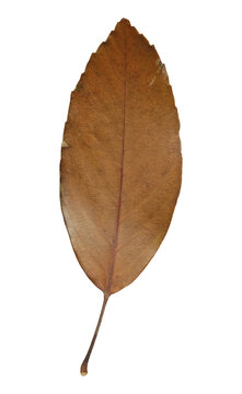 Single dried autumn leaf with a prominent central vein cut out