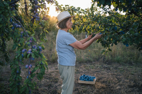 Elderly woman picking ripe plums in orchard
