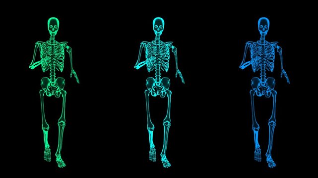 3D Female Skeletal System Slow Run Cycle Front View Multicolor Hologram