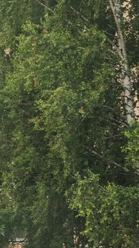 Light rain falling over green trees in residential courtyard in slow motion.