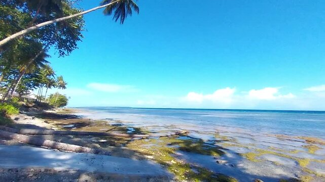 Tropical Coconut Palm Beach on Biak Island, Papua, Indonesia with Crystal Clear Ocean