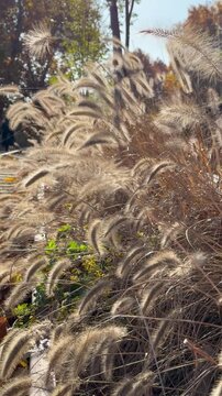 Dogbane and railroad tracks, autumn in Korea