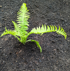 Young green fern plant sprouting from rich dark soil.  Copy space  © IULIIA