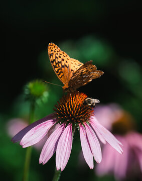 Butterfly and a bee share a pink coneflower on summer day