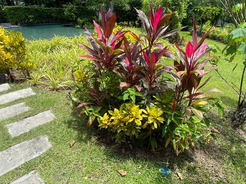 Tropical Garden Ideas : Create a low-maintenance paradise with a vibrant mix of colorful foliage. This layout features striking Ti Plant (Cordyline fruticosa), lucky Aglaonema, bold Elephant Ear (Aloc