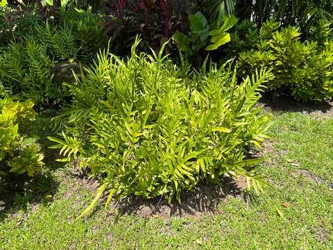 Gardening ideas: Tropical ferns in backyard garden 