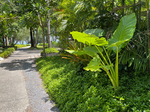 Tropical Garden Ideas : Create a low-maintenance paradise with a vibrant mix of colorful foliage.