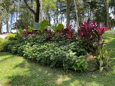 Tropical Garden Ideas : Create a low-maintenance paradise with a vibrant mix of colorful foliage. This layout features striking Ti Plant (Cordyline fruticosa), lucky Aglaonema, bold Elephant Ear (Aloc