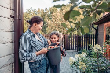 Fototapeta premium mother and daughter, bucket of freshly picked apples in garden yard near country house, warm family harvest outdoors, natural food, childhood learning scene, family care