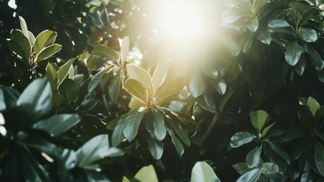 Sunlight filters through dense green leaves. Deep green foliage glows softly in backlight. Natural light enhances leaf texture and depth. Gentle illumination creates a peaceful atmosphere