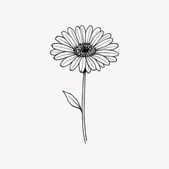 Obraz premium Simple black and white line drawing of a daisy with a single leaf.