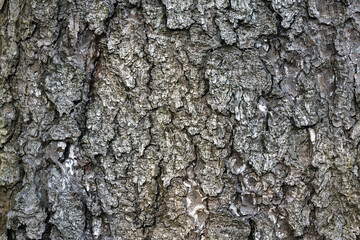 Fototapeta premium Close-up view of rough tree bark showing a cracked, textured surface with subtle moss and natural aging. Earthy tones and organic patterns make a versatile background for nature and design projects