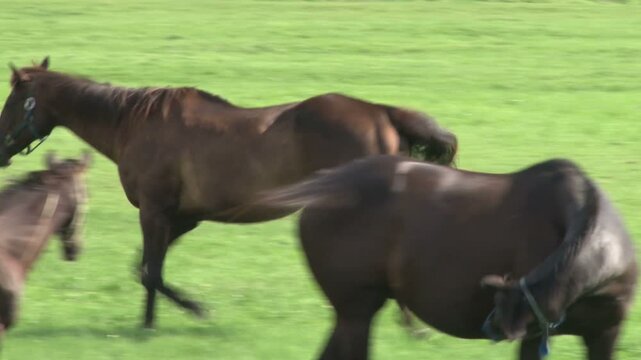 牧場を走るサラブレットの雌馬