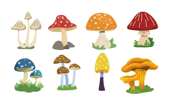 Cartoon mushrooms set. Forest fungi plants. Fall season food  fungus  natural decorations. Boletus  fly agaric  morels  chanterelles in childish style. Isolated flat graphic vector illustrations