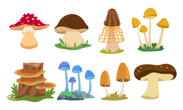 Cartoon mushrooms set. Forest fungi plants. Fall season food  fungus  natural decorations. Boletus  fly agaric  morels  chanterelles in childish style. Isolated flat graphic vector illustrations