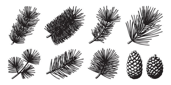 Collection of various hand-drawn pine branches and two pine cones, detailed vintage sketch style.
