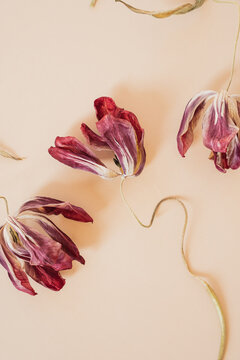 Dried Tulips on Beige Background Still Life