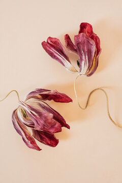 Close-Up of Two Wilted Tulips