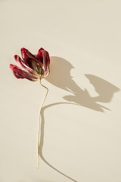 Red tulip flower curved stem casting shadow beige surface botanical composition natural lighting