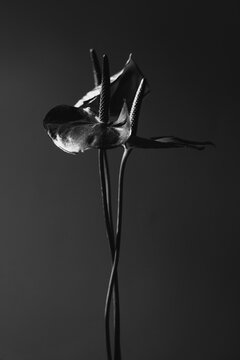 Monochrome Still Life of Anthurium Flower. Aesthetic Floral Composition