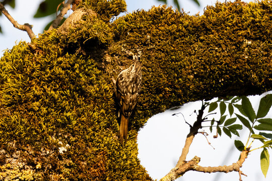 Pic &eacute;peiche accroch&eacute; &agrave; un tronc recouvert de mousse dans une for&ecirc;t, photographi&eacute; &agrave; la lumi&egrave;re dor&eacute;e du soir. Portrait d'un oiseau sauvage dans son habitat naturel.