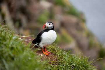 Obraz premium puffin in Iceland