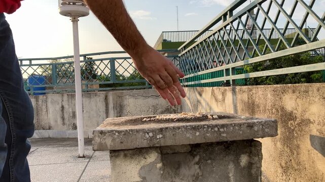Person dropping breadcrumbs to feed wild birds outdoors in bright daylight