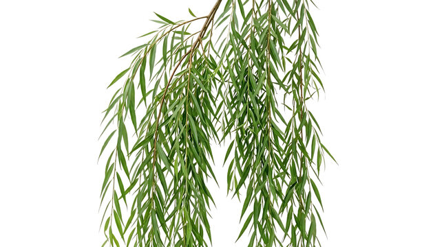 Green weeping willow tree with delicate branches