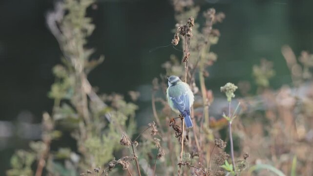 M&eacute;sange bleue (Cyanistes caeruleus) grignotant les graines d'une plante sauvage s&egrave;che dans son habitat naturel. Vid&eacute;o animali&egrave;re film&eacute;e &agrave; la lumi&egrave;re dor&eacute;e de la fin de journ&eacute;e.