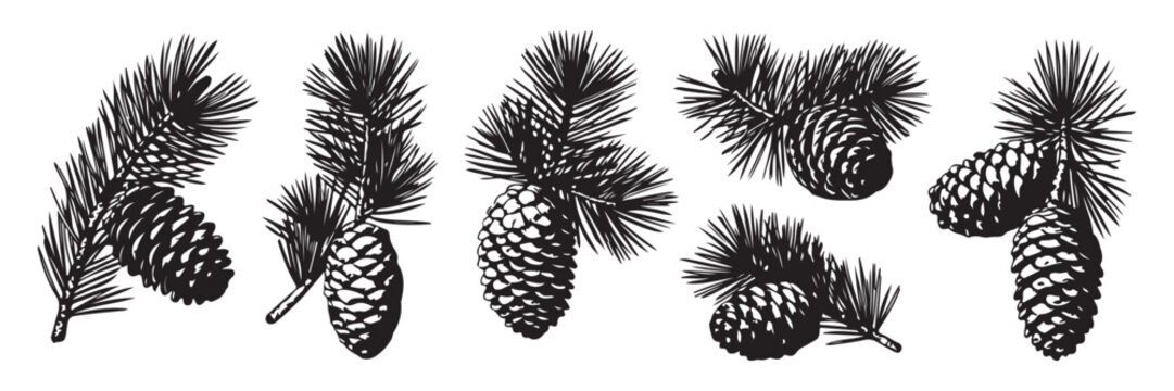 Detailed black silhouette collection of pine tree branches with cones on a transparent background art.
