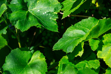 Close-up of vibrant green grape leaves with clusters of unripe grapes in the background © Irene Kulinchyk