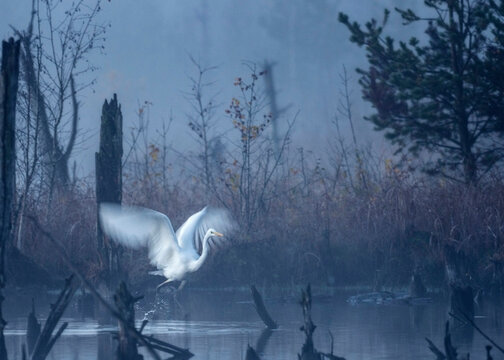 Germany, Baden-Wurttemberg, Lone great egret (Ardea alba) in Schwenninger Moos bog at foggy dawn
