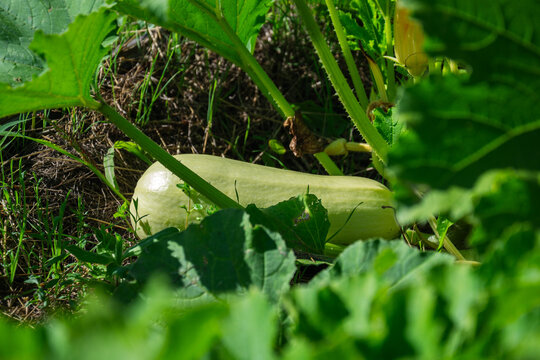 Ripe zucchini growing on the vine amidst lush green foliage in a garden