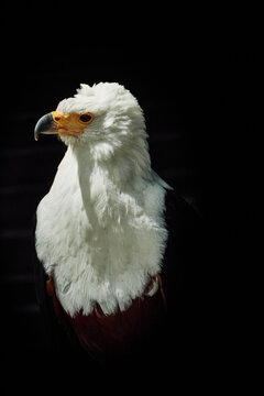 Portrait of an eagle in profile against a black background